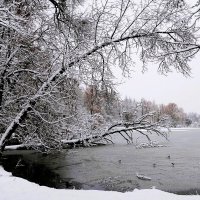 Парк Южный, Калининград :: Рита Симонова