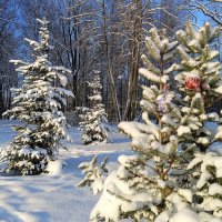 Январь в парке :: Мария Васильева
