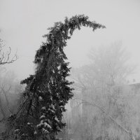 Монохромная элегия зимнего безмолвия... застывшая во времени. :: Сергей В