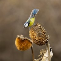 *** :: Валерий Черняк *** :: Валерий Черняк