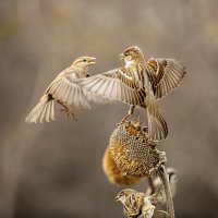 *** :: Валерий Черняк