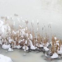 Утиные истории. :: Сергей Клапишевский