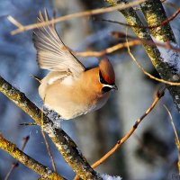 Свиристель :: Laryan1 