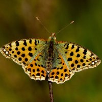 опять про бабочек...293 :: Александр Прокудин