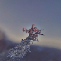 изо льда :: Алла Новикова