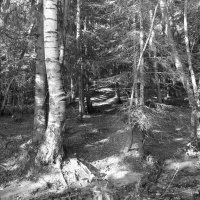 Фотография :: Денис Безногов