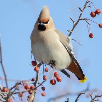 Свиристель :: Виктор Иванович Чернюк