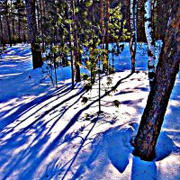 Февраль...Весна света в тайге! :: Владимир 