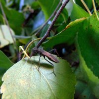 Притаился. :: nadyasilyuk Вознюк