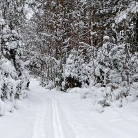 Лес во власти снега. :: Милешкин Владимир Алексеевич Лес во власти снега. :: Милешкин Владимир Алексеевич