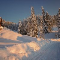 Морозный день :: елена беликова