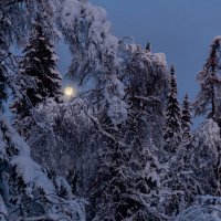 Луна потихоньку из снега встает и желтым цыпленком по небу идет :: Евгений Тарасов 