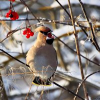 Свиристель :: Laryan1 