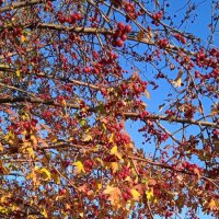 прекрасный октябрь :: Елена Шаламова