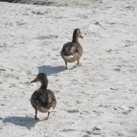 ....... :: Елена Шаламова