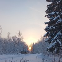 Морозное утро :: Виктор 