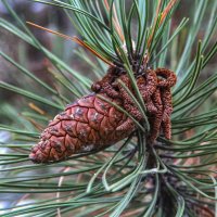 шишка :: РозаВетроф 