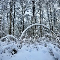 Лесная архитектура. :: Любовь 