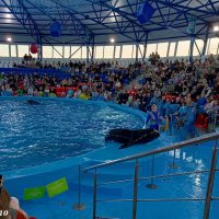 Адлер. Сочи Парк... шоу дельфинов и морских львов :: Нина Бутко