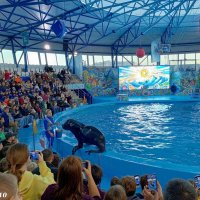 Адлер. Сочи Парк... шоу дельфинов и морских львов :: Нина Бутко