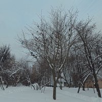 Голуби на дереве :: Лютый Дровосек Голуби на дереве :: Лютый Дровосек