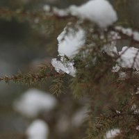 Хвоя :: Вячеслав Крысанов