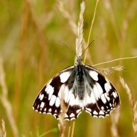 опять про бабочек...300 :: Александр Прокудин