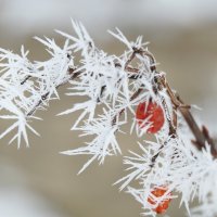 Затерялась ягодка в иголочках инея... :: Надежда Куркина 