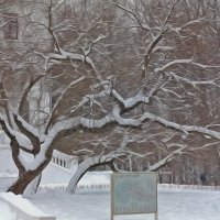 Дерева вы мои, дерева... :: Валентина  Нефёдова 