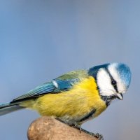 Лазаревка :: Roman 