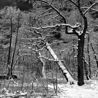 На тему Юрия Левитанского :: Victor Vinocurov