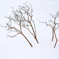 Зима за городом :: Татьяна Тюменка