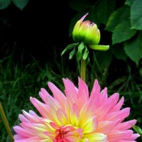 Георгина :: Сергей Карачин