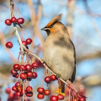 Свиристель :: SanSan 