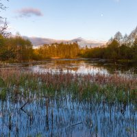 Тверские болота :: Владимир Лазарев