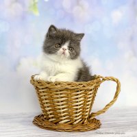 Зевс :: Светлана Ищенко