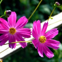 На длинных стебельках качаются космеи. :: nadyasilyuk Вознюк На длинных стебельках качаются космеи. :: nadyasilyuk Вознюк