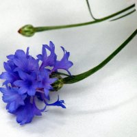 Про василёк. :: nadyasilyuk Вознюк