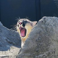 Скучно пуме в зоопарке :: Лариса С.