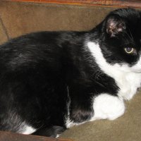 Замёрз на улице :: Людмила Смородинская Замёрз на улице :: Людмила Смородинская