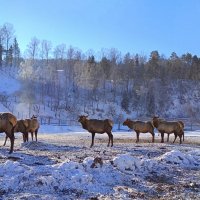 Маралы алтайские :: Татьяна Лютаева