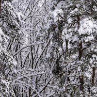 Зимний парк :: Игорь Сикорский