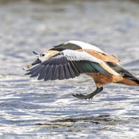 огарь в полете. :: юрий макаров