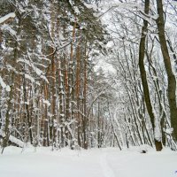 После снегопада.... :: Андрей Заломленков