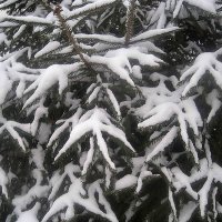 Снежные лапки :: Елена Семигина Снежные лапки :: Елена Семигина