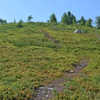 Тропа к вершине. :: ВикТор Быстров