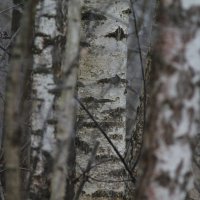 Березы :: Вячеслав Крысанов