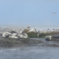 Устали от зимы? Вот нам лета кусочек.. :: ИРЭН@ .