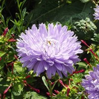 Астра :: Freddy 97