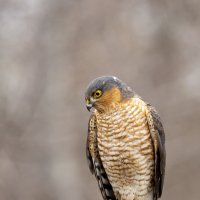 *** :: Валерий Черняк